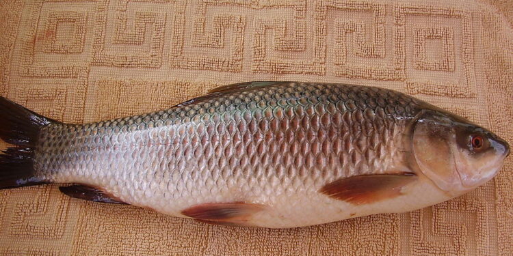 Salmon Fish in Telugu