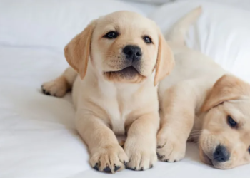 Animal Hospital in Delhi