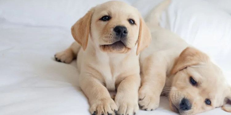 Animal Hospital in Delhi