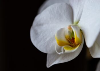 BLACK ORCHID DOSSIER.CO