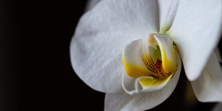 BLACK ORCHID DOSSIER.CO