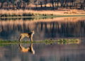 compare corbett and ranthambore