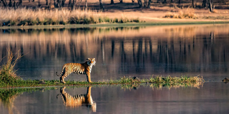 compare corbett and ranthambore