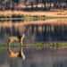 compare corbett and ranthambore